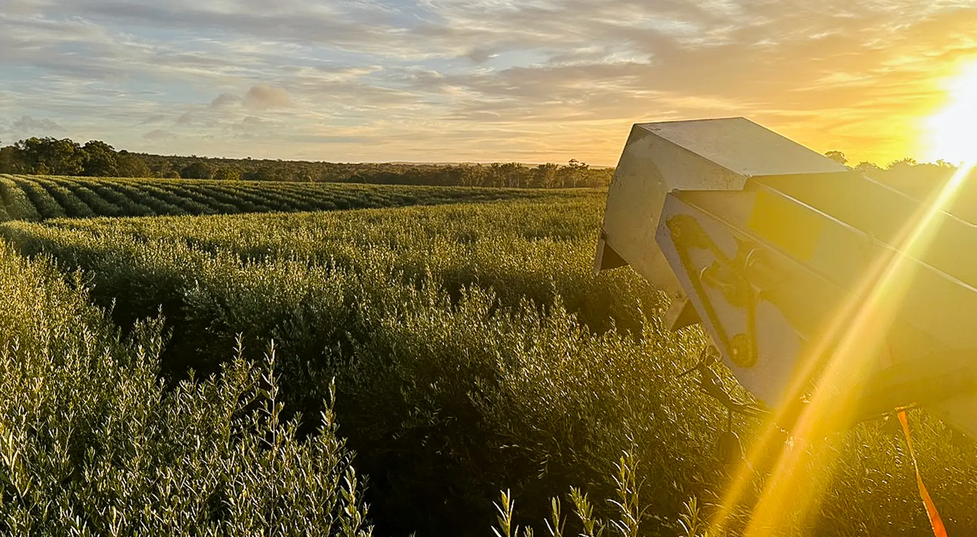 Olive grove at sunset during harvest at PepperGreen Estate, highlighting sustainable high-density farming and the natural beauty of premium olive oil production.