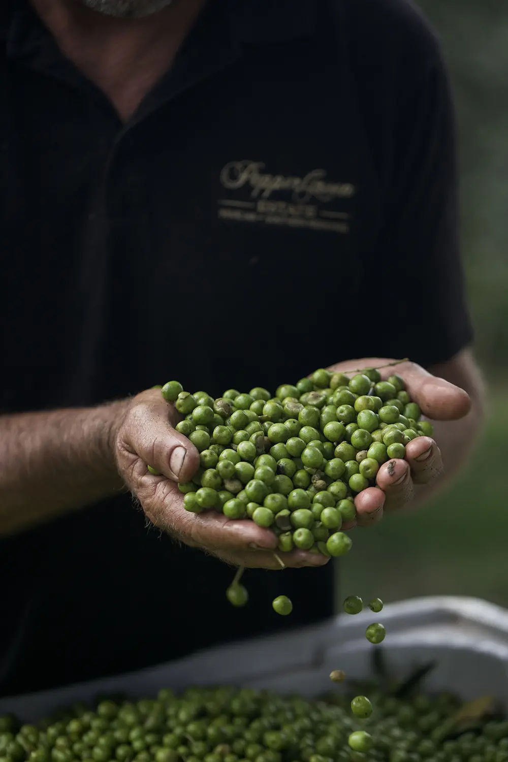Farmer holding freshly harvested Arbequina olives at PepperGreen Estate, showcasing the start of the premium cold-pressed extra virgin olive oil production process.