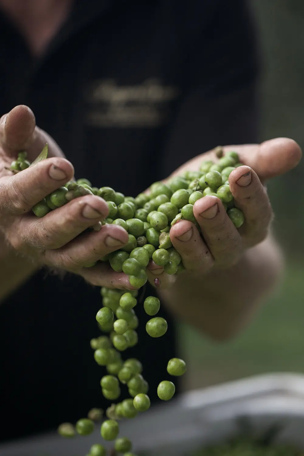 Close-up of freshly harvested green Arbequina olives in a farmer's hands, symbolizing the natural source of antioxidants like polyphenols and vitamin E found in premium olive oil.