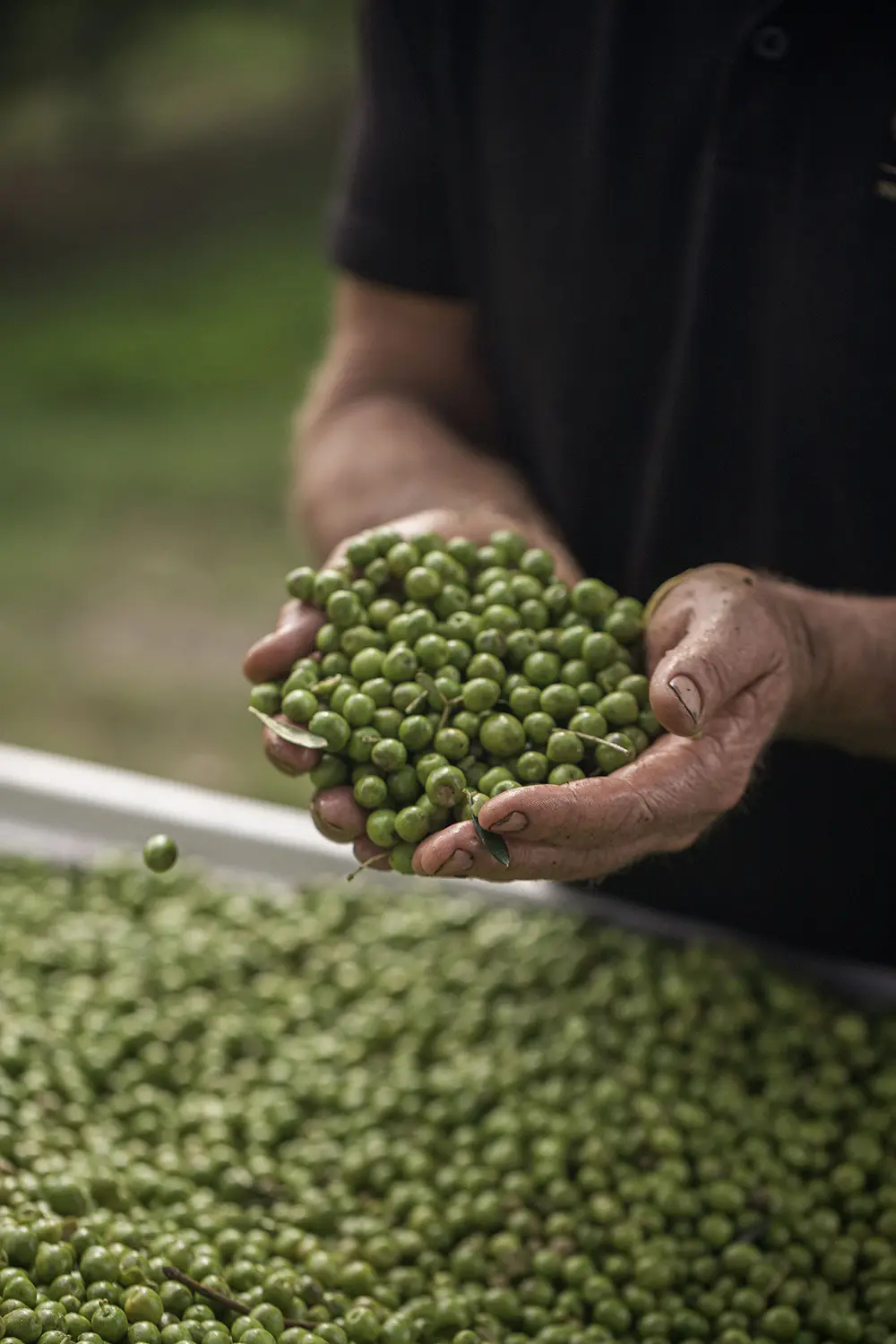 Close-up of freshly harvested Arbequina olives held by hand, ideal for producing high-quality extra virgin olive oil.