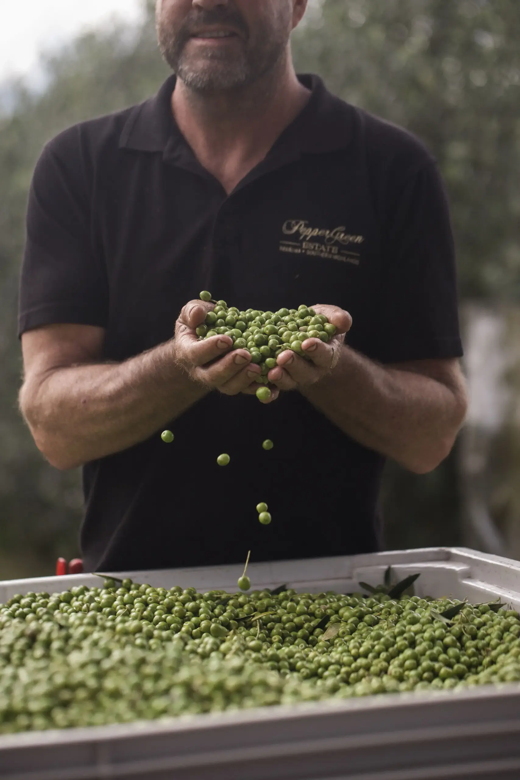 Farmer holding freshly harvested green Arbequina olives, highlighting the health benefits of olive oil in supporting healthy blood pressure through natural monounsaturated fats.