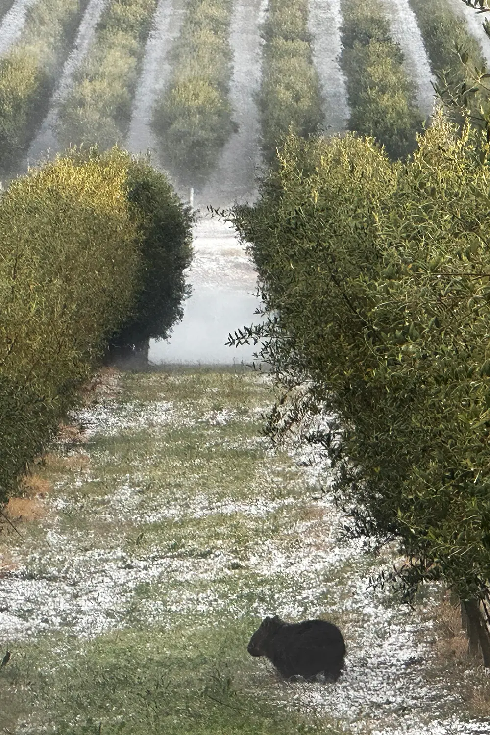 Misty olive grove with natural wildlife, symbolizing the balance of nature and health, while exploring both the benefits and cautions of drinking extra virgin olive oil.