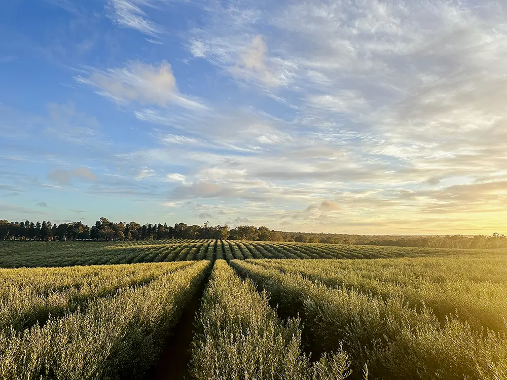 Wide panoramic view of PepperGreen Estate olive grove under a vibrant sky at sunset, illustrating sustainable farming and the natural environment behind premium olive oil production.