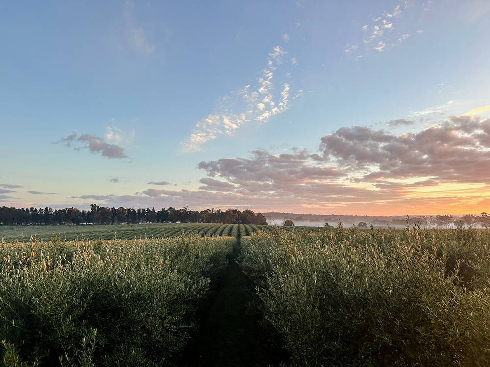 Morning light over a premium olive grove at PepperGreen Estate, representing the natural and ultra-low-acidity source of extra virgin olive oil—known as liquid gold for its health and culinary benefits
