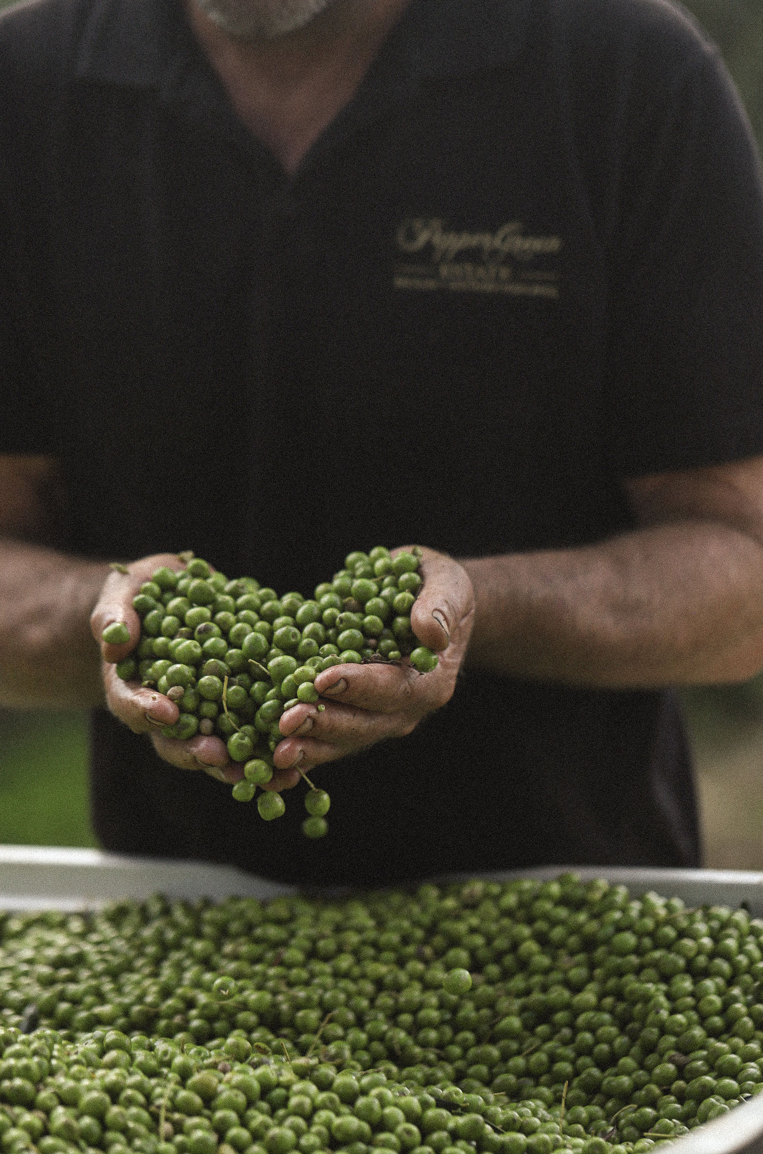 Close-up of freshly harvested green olives being handpicked at PepperGreen Estate, representing the pure and nutrient-rich source of extra virgin olive oil used for natural hair care and deep hydration