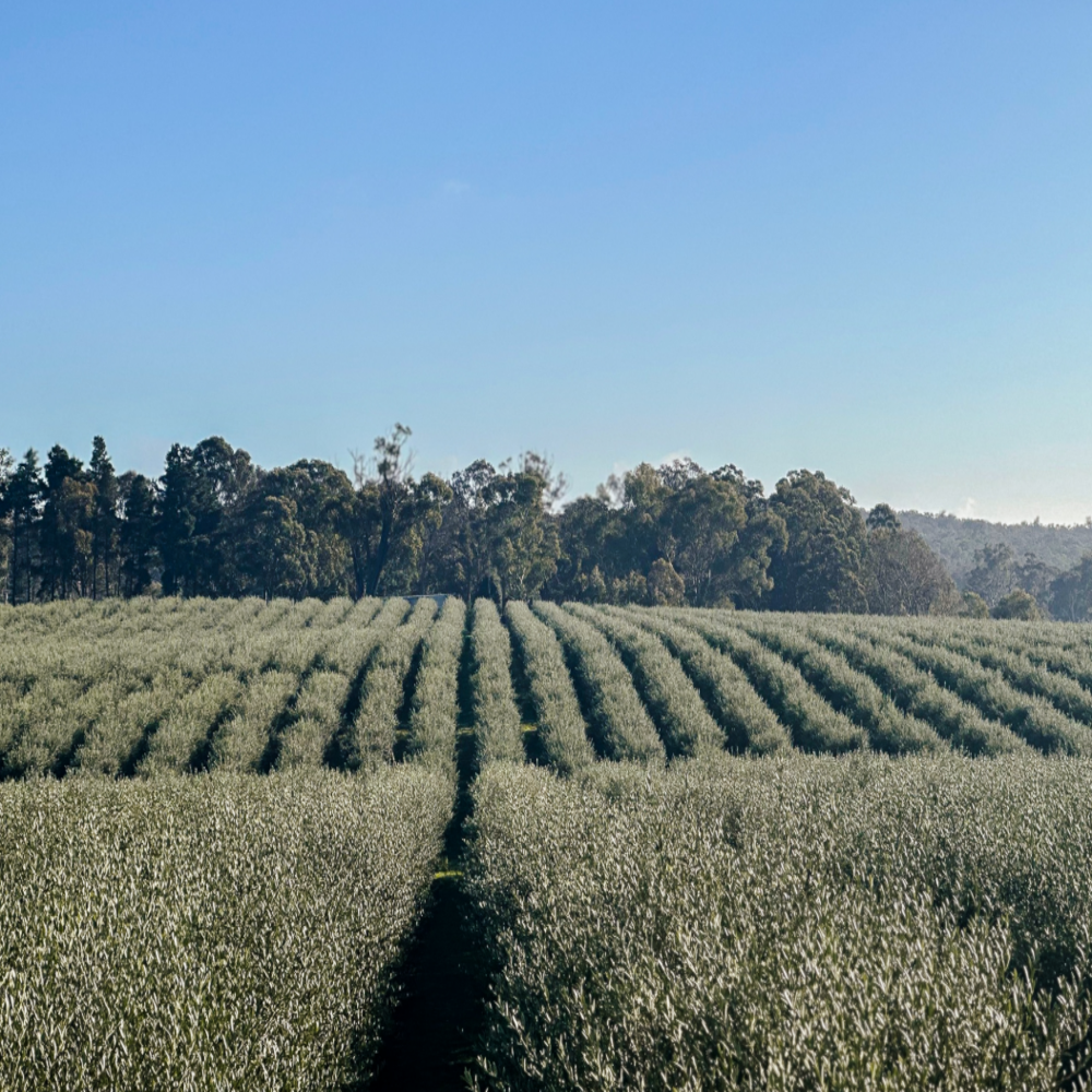 Lush olive grove representing the natural source of antioxidant-rich olive oil used for nourishing and repairing dry, damaged hair