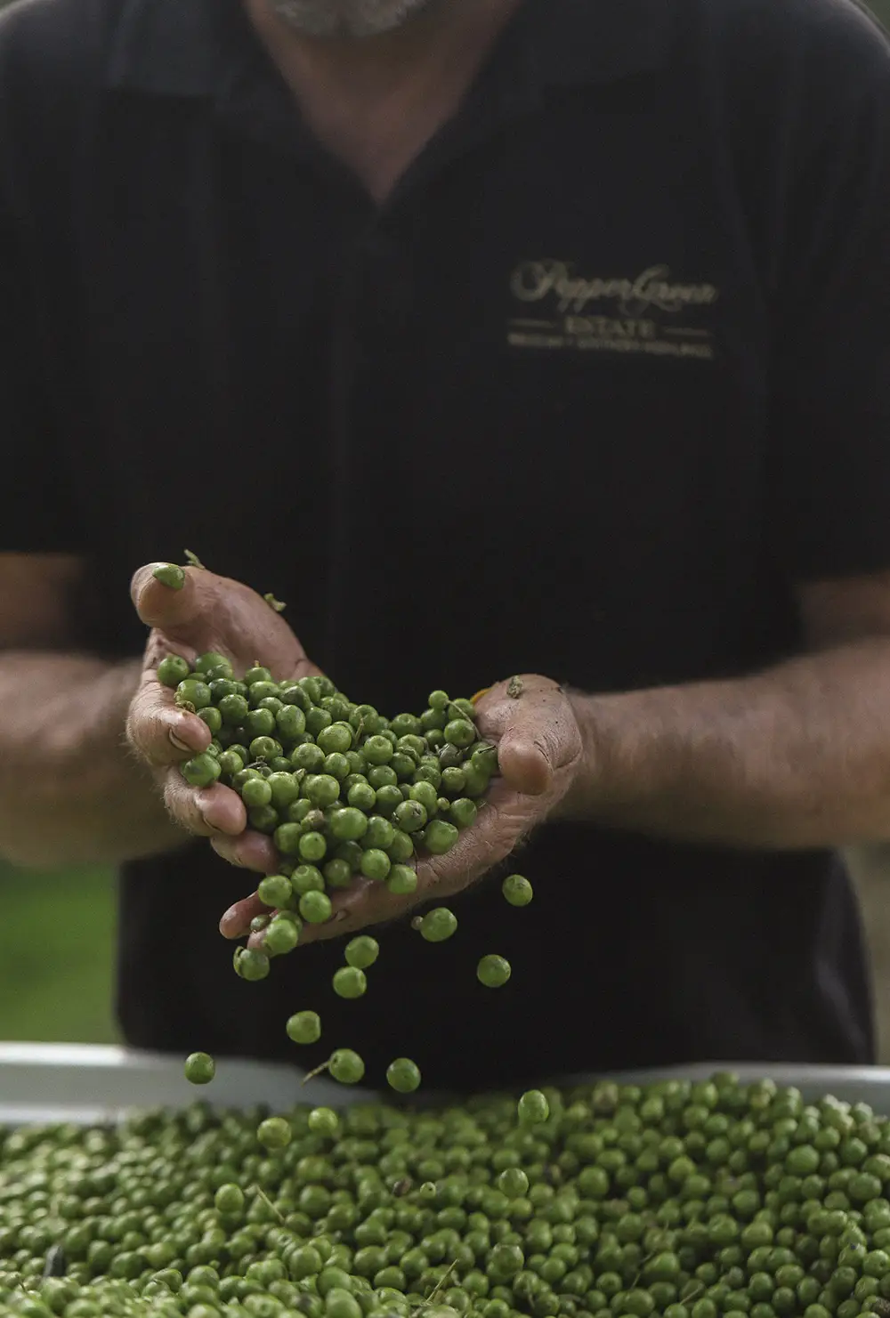 Freshly harvested green olives being handpicked at PepperGreen Estate, representing the pure botanical source of skincare-grade extra virgin olive oil rich in squalene, polyphenols, and vitamin E