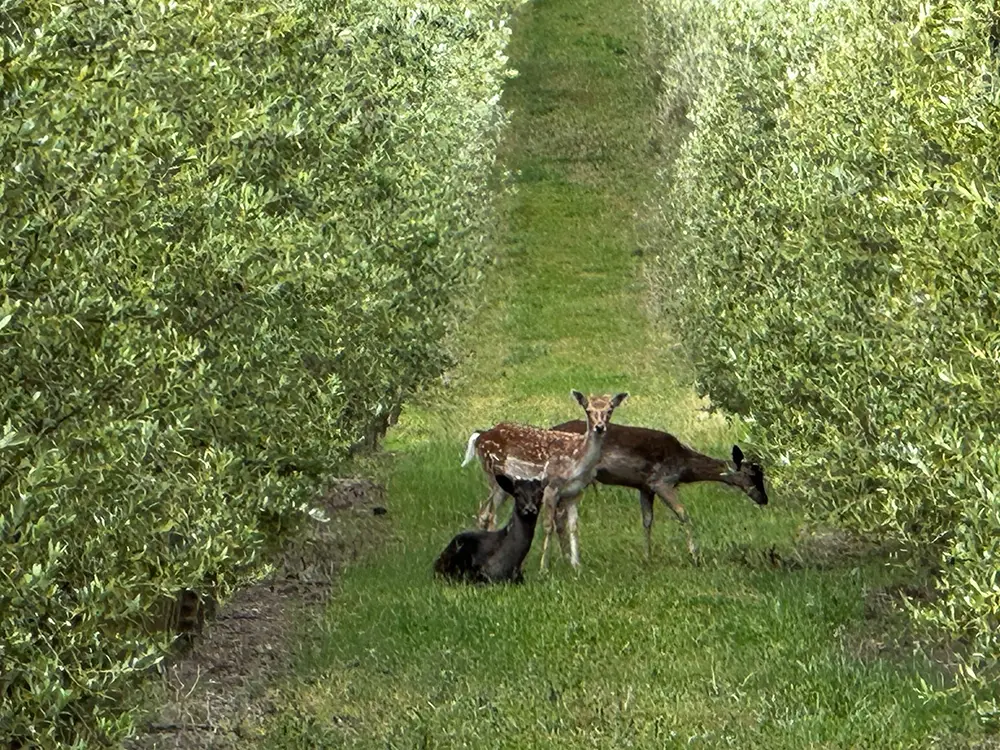 Deer resting peacefully in a lush olive grove at PepperGreen Estate, symbolizing the pure, natural environment behind skincare-grade extra virgin olive oil for holistic beauty and wellness