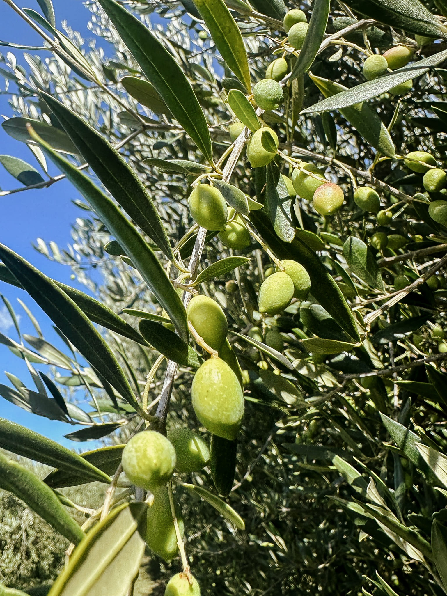 Close-up of fresh green olives on a tree under sunlight, showing the natural source of polyphenol-rich extra virgin olive oil ideal for healthy stir-fry cooking