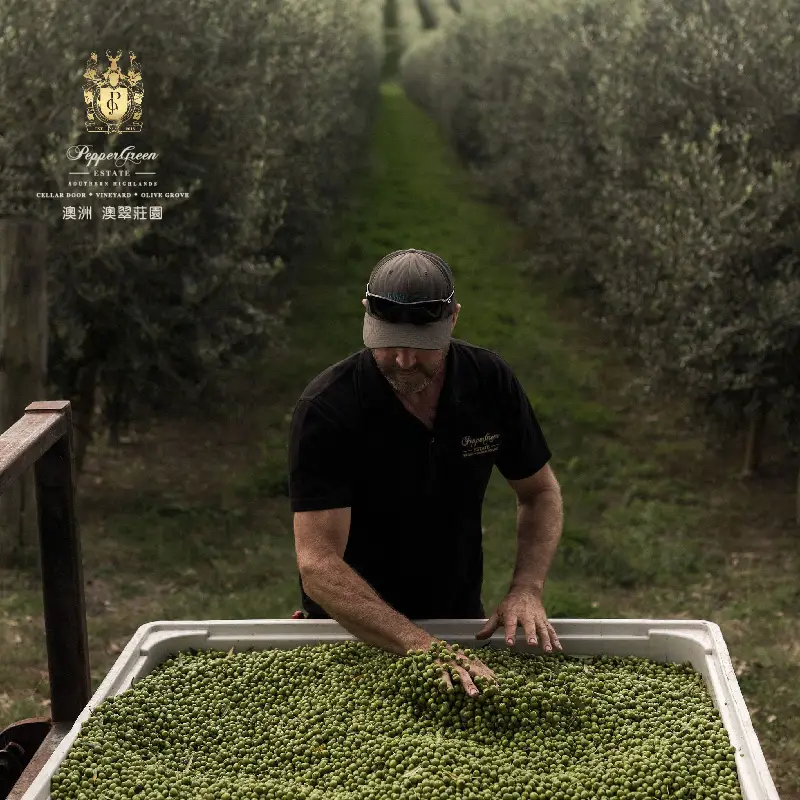 A man sorts freshly harvested green olives into a bin at PepperGreen Estate olive grove.