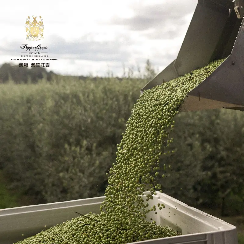 A harvesting machine collects green olives into a collection bin at PepperGreen Estate's olive grove under a cloudy sky.