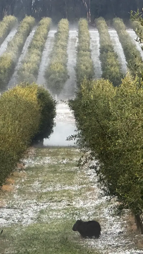 A wombat stands in a misty orchard with bare tree rows and white-covered ground, depicting a rural winter scene.