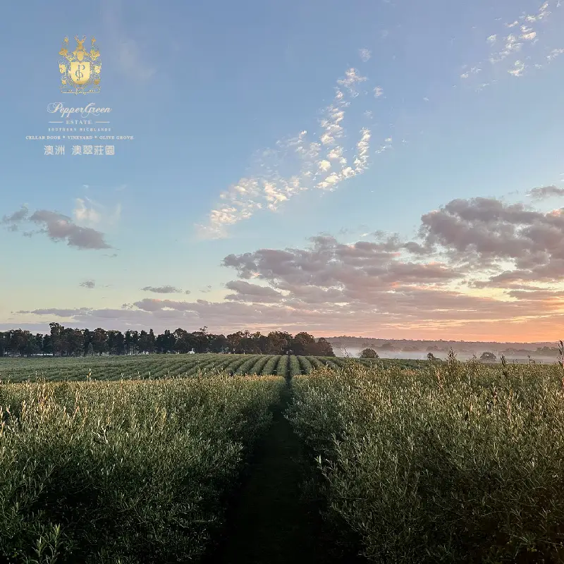 PepperGreen Estate 的橄欖樹林裡，成排的橄欖樹、蜿蜒的小路，以及日出時分薄霧繚繞的天空，象徵著優質橄欖油。
